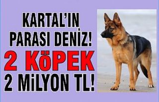 2 Köpek 2 Milyon lira!